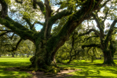 Ancient live oaks in a grassy park setting