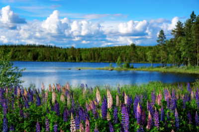 Wildflowers in front of a lake and pine trees